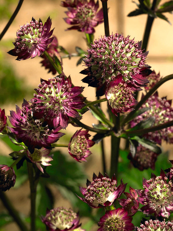 Astrantia (Zeeuws knoopje) major 'Moulin Rouge' online kopen, levering in het voorjaar