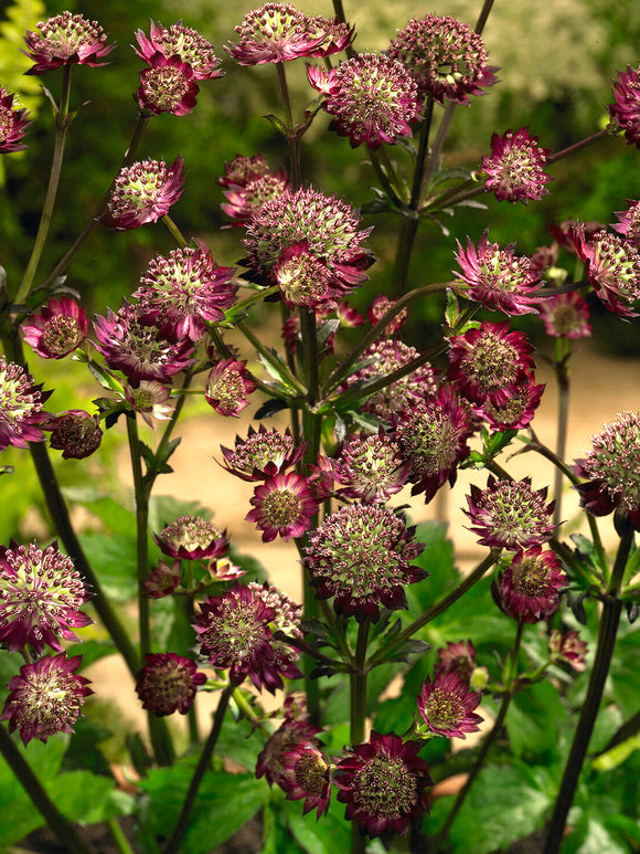 Astrantia major 'Moulin Rouge' (Zeeuws knoopje) met donkerrode bloemen