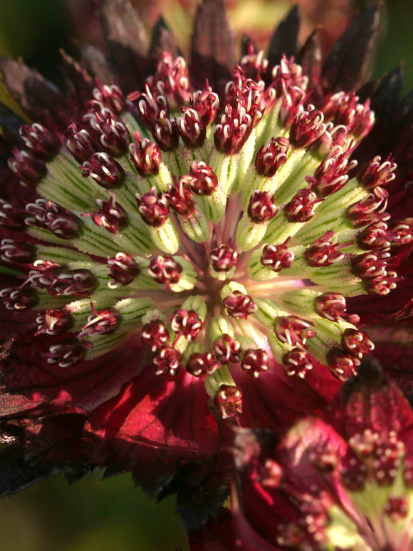 Astrantia 'Moulin Rouge' vaste plant voor zon en halfschaduw