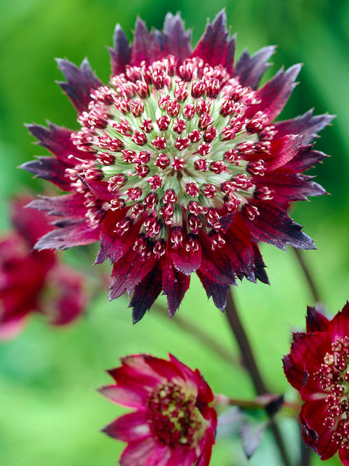 Astrantia major 'Moulin Rouge' voor borders en cottagetuinen