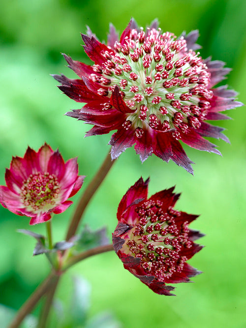 Donkerrood Zeeuws knoopje 'Moulin Rouge' voor de vaste plantenborder
