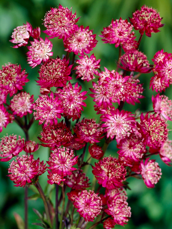 Astrantia 'Moulin Rouge' met lange bloeiperiode online bestellen