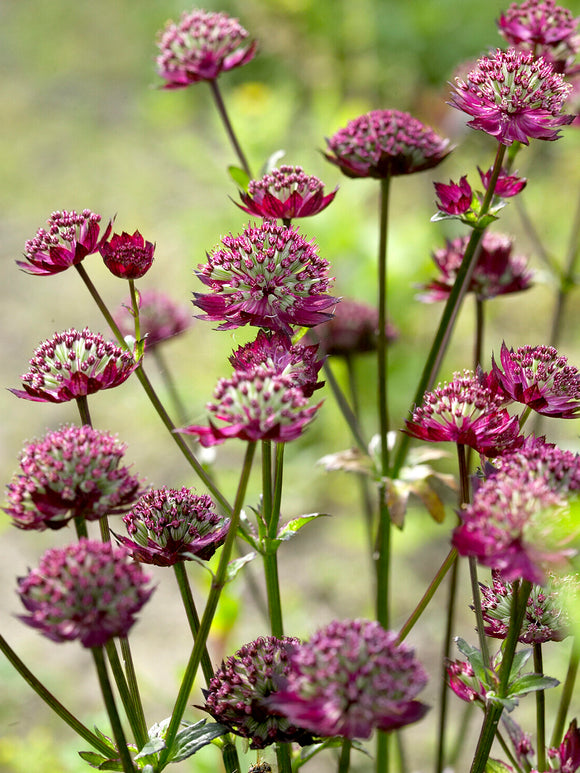 Astrantia major 'Moulin Rouge' voor bijvriendelijke tuinen