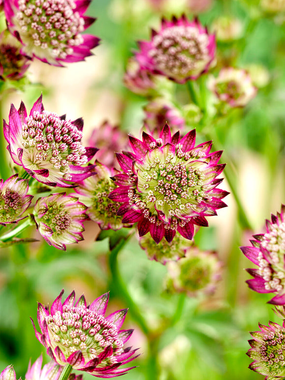 Zeeuws knoopje 'Moulin Rouge' met bordeauxrode bloemen kopen