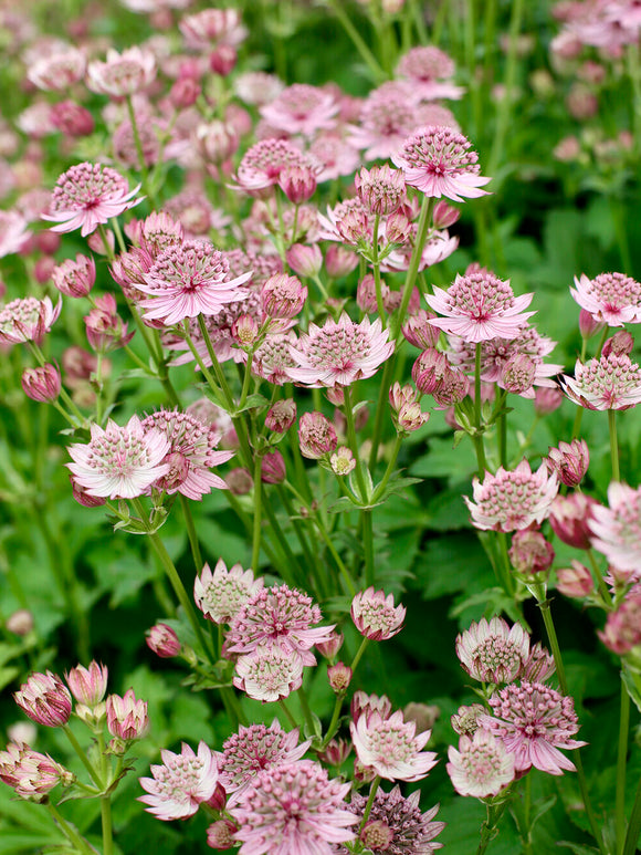 Astrantia major 'Pink Button' (Zeeuws knoopje) met zachtroze bloemen
