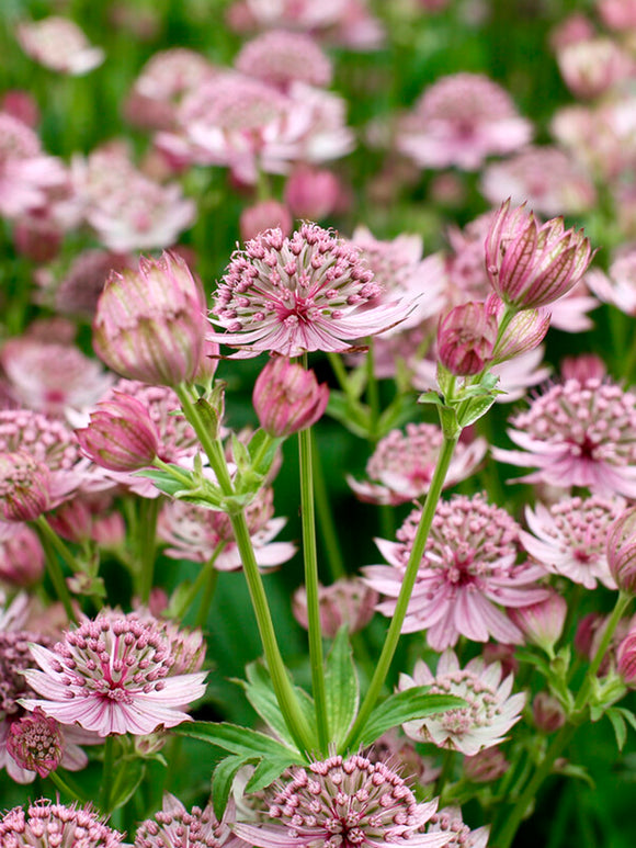 Astrantia 'Pink Button' vaste plant voor zon en halfschaduw