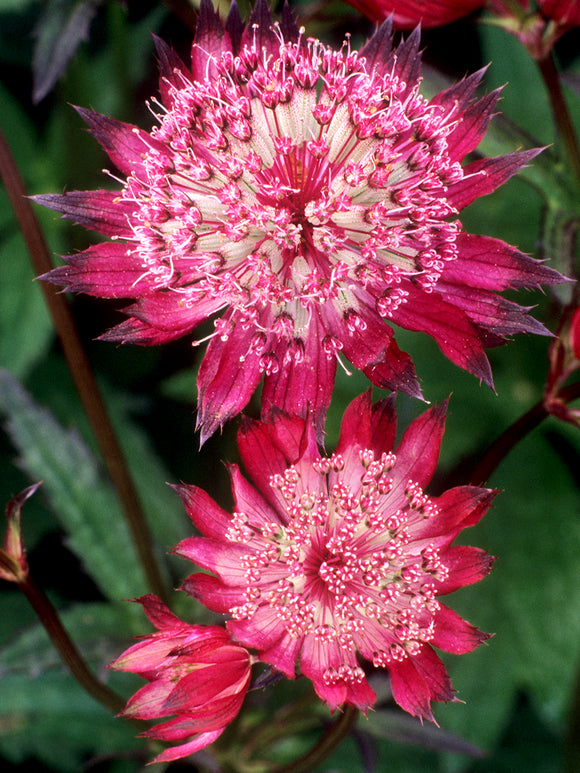 Astrantia major 'Red Button' (Zeeuws knoopje) met rozerode bloemen