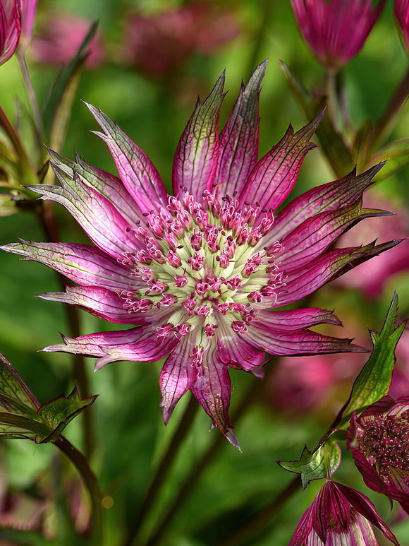 Astrantia Star of Love (Zeeuws knoopje)