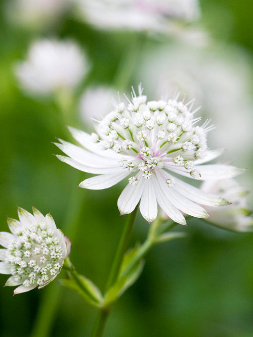 Astrantia (Zeeuws knoopje) major 'White Button' online kopen, levering in het voorjaar