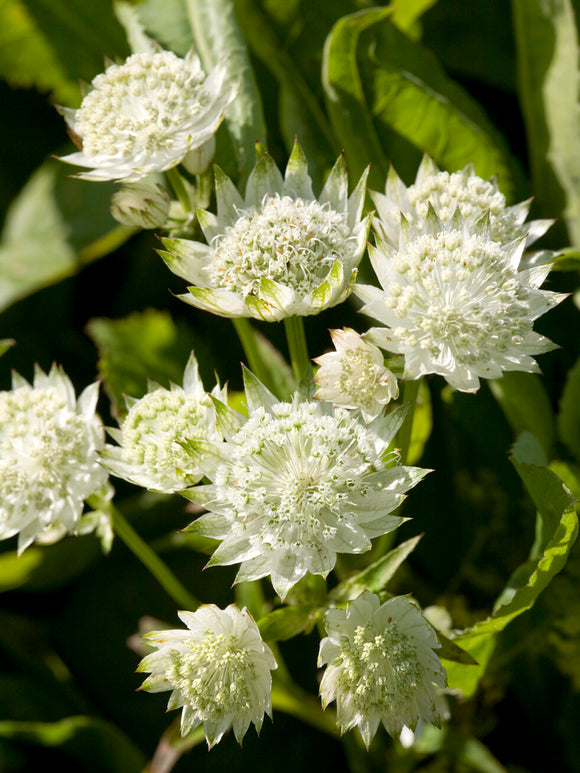 Astrantia 'White Button' vaste plant voor zon en halfschaduw