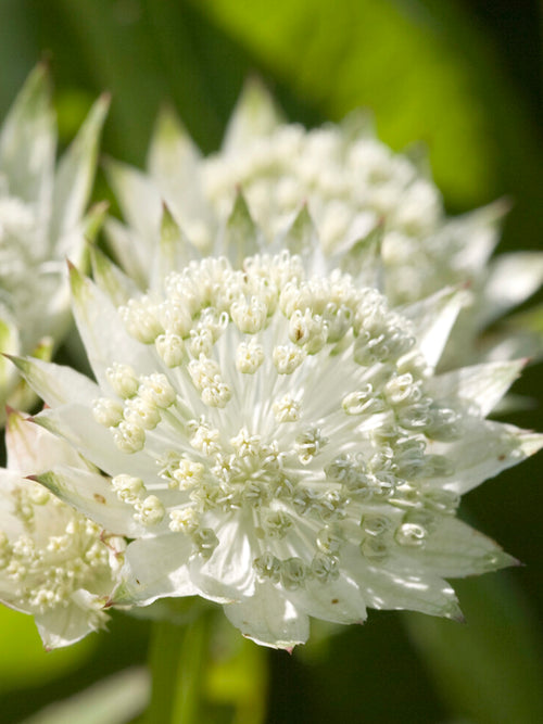 Zeeuws knoopje 'White Button' kopen, winterharde vaste plant
