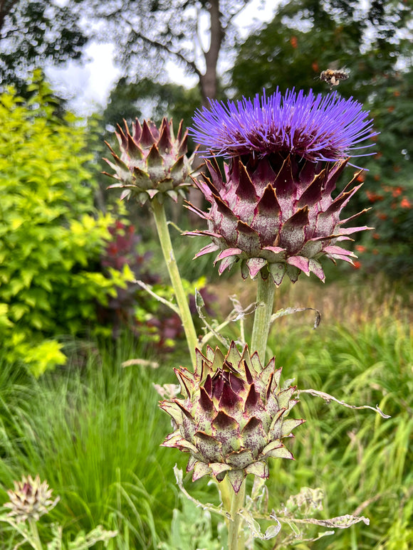 Kardoen (Cynara cardunculus) bestellen