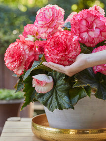 Begonia AmeriHybrid® Picotee Wit en Roze