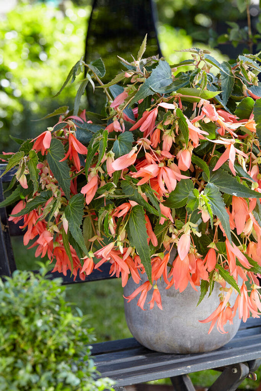 Begonia Boliviensis San Francisco bollen