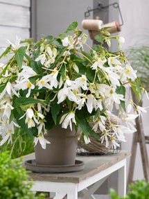 Begonia Boliviensis Santa Barbara