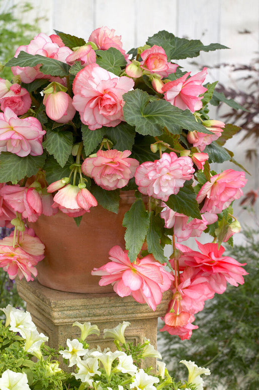 Begonia Cascade Florence in licht roze en witte bloemen begonia's