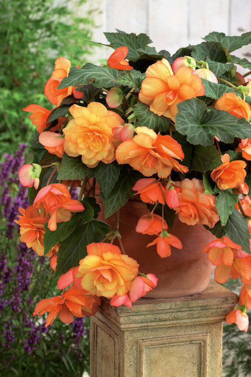 Begonia bollen Cascade Sunray