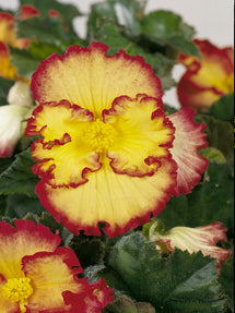 Begonia Crispa Marginata Geel en Rood