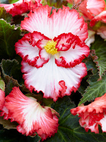 Begonia Crispa Marginata Wit en Rood