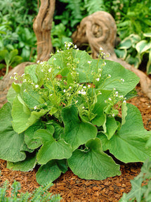 Brunnera (Kaukasisch vergeet-mij-nietje) Betty Bowring