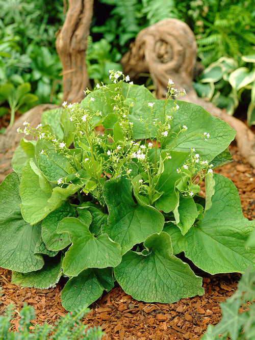 Brunnera Kaukasisch vergeet-mij-nietje Betty Bowring