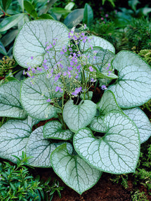Brunnera (Kaukasisch vergeet-mij-nietje) Jack Frost