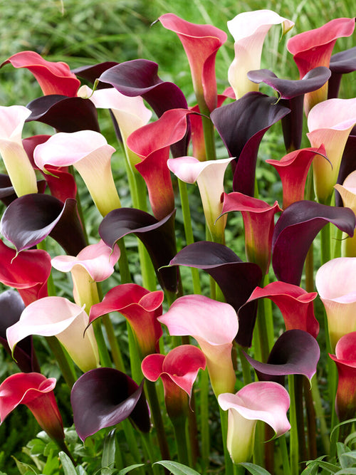 Calla Lily Twilight Trio Collectie Zantedeschia bollen