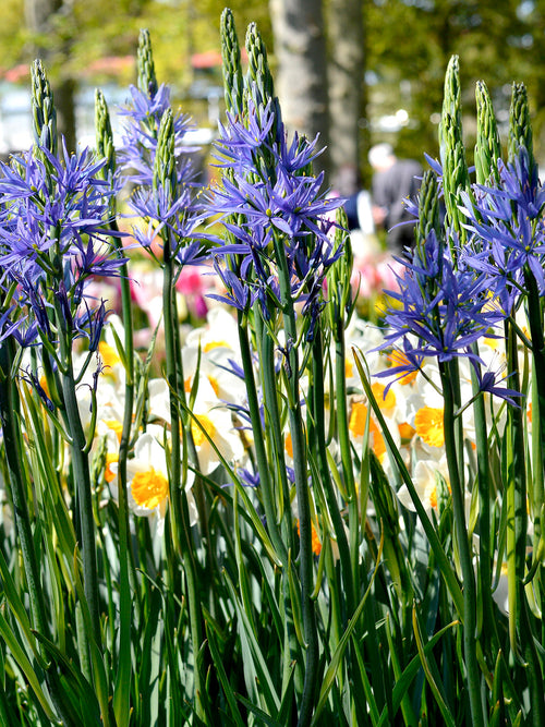 Camassia bollen - Blauw Camas Lily