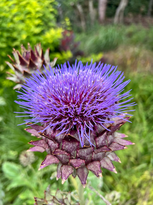 Kardoen (Cynara cardunculus) vaste planten