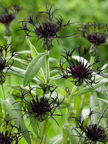 Centaurea (Korenbloem) Black Sprite