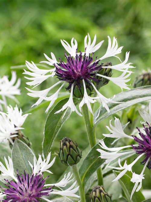 Centaurea (Korenbloem) Amethyst in Snow