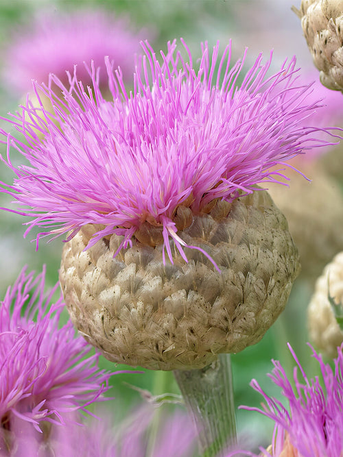 Centaurea (Korenbloem) Pulchra Major