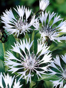 Centaurea (Korenbloem) montana Alba