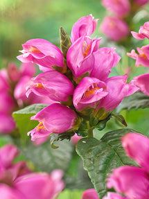 Chelone lyonii (Schildpadbloem)