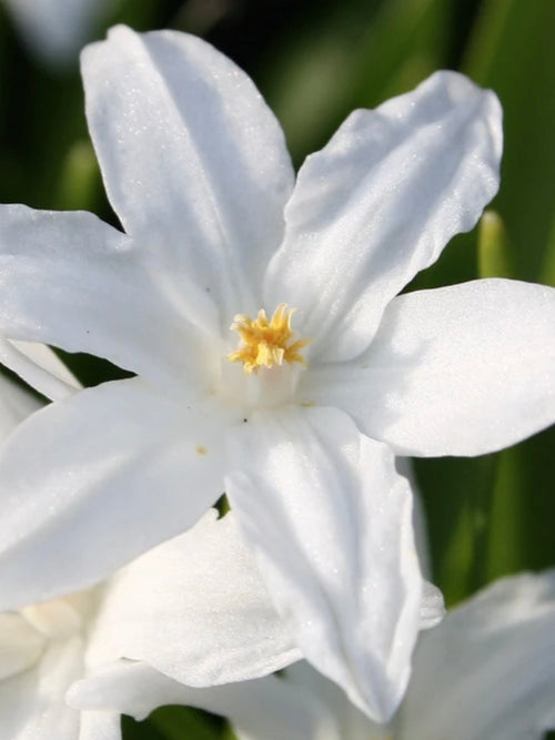 Chionodoxa Lucilea Alba (Sneeuwroem) - Whit Bollen