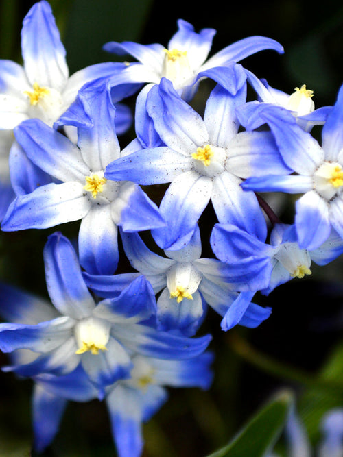 Chionodoxa Lucilea (Sneeuwroem) Blauw Naturalizing Bollen