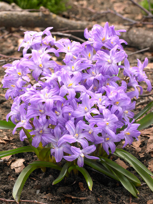 Chionodoxa Lucilea Violet Beauty (Sneeuwroem) - Paars Bollen