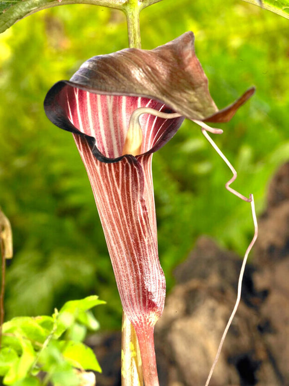 Cobralelie (Arisaema) (Jan op de Preekstoel)