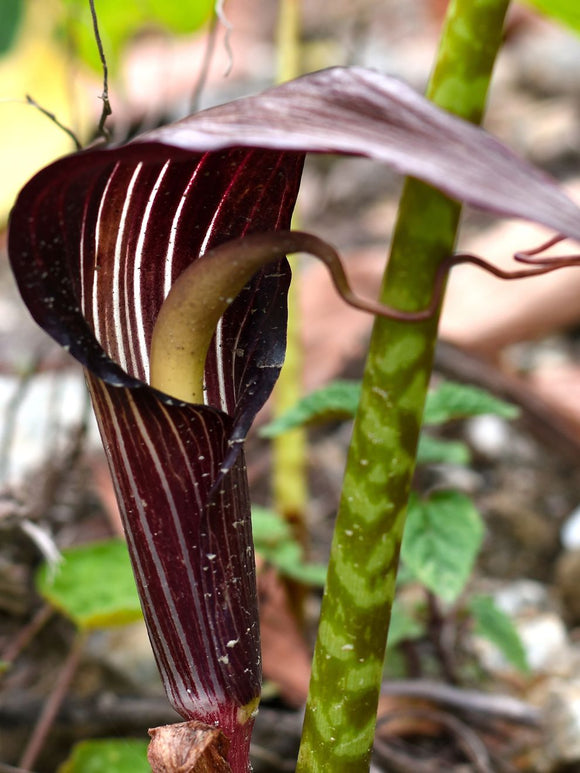 Cobralelie (Arisaema) (Jan op de Preekstoel) kopen