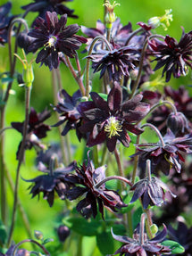 Aquilegia (Akelei) Black Barlow