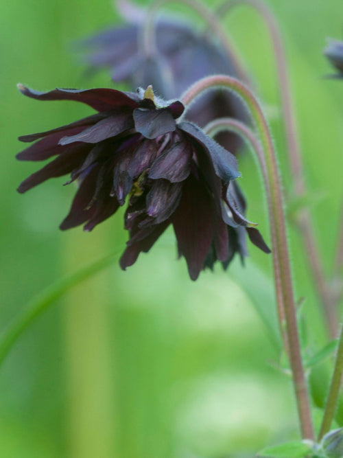Wilde Akelei - Aquilegia Black Barlow bestellen