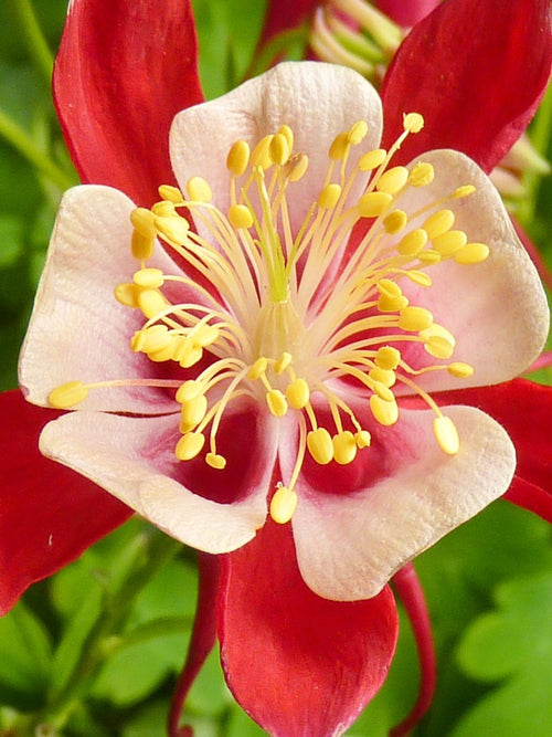 Akelei (Aquilegia) Crimson Star bestellen