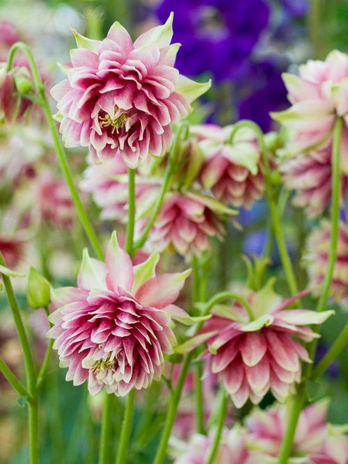 Aquilegia (Akelei) Nora Barlow bestellen