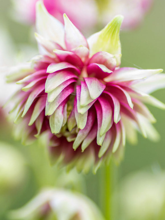 Aquilegia (Akelei) Nora Barlow vaste planten