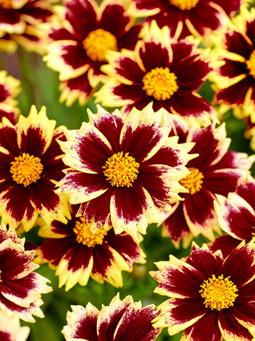 Coreopsis Solar Fancy Meisjesogen vaste planten