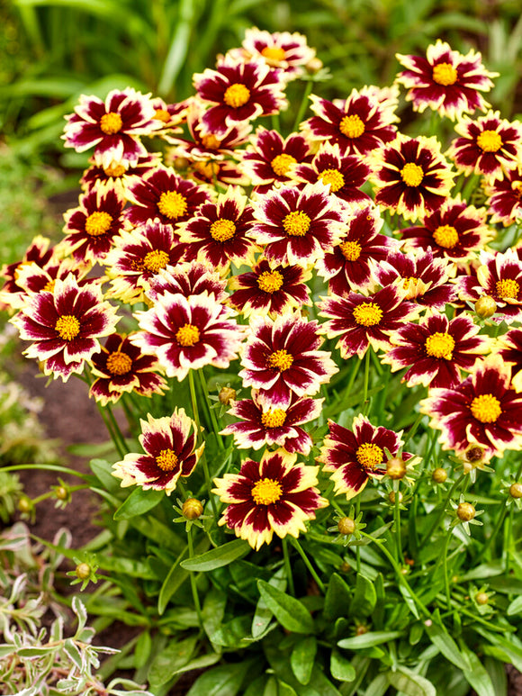 Coreopsis Solar Fancy vaste planten kopen