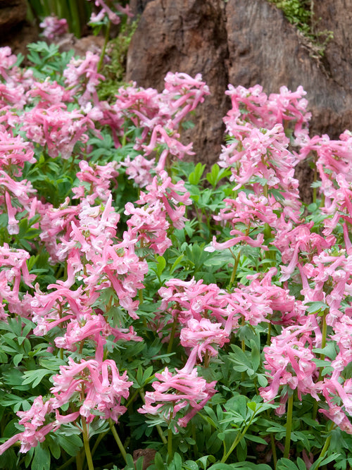 Corydalis solida ‘Beth Evans’ met zachtroze bloemen in een schaduwrijke bostuin