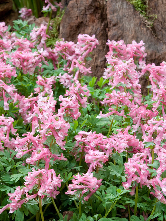 Corydalis solida ‘Beth Evans’ met zachtroze bloemen in een schaduwrijke bostuin