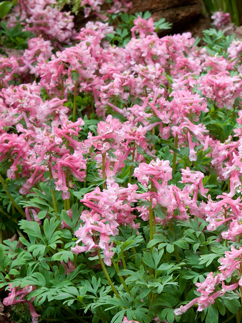 Detail van de buisvormige roze bloemen van Corydalis solida ‘Beth Evans’
