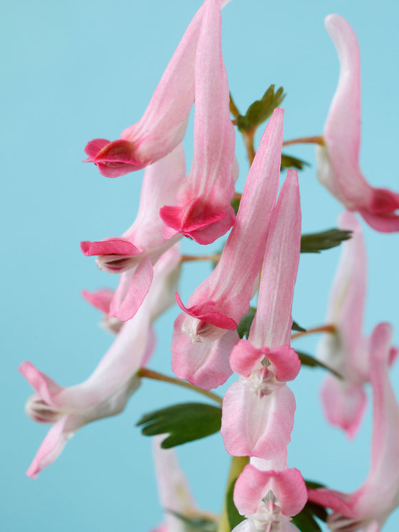 Vroegbloeiende Corydalis solida ‘Beth Evans’ in natuurlijke tuinbeplanting